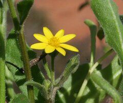 Osteospermum calendulaceum