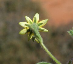 Osteospermum calendulaceum