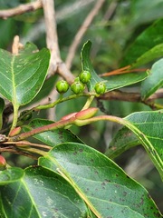 Lyonia ovalifolia