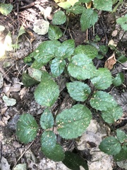 Lamium galeobdolon