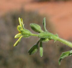 Osteospermum calendulaceum