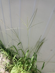 Digitaria sanguinalis