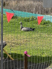 Cereopsis novaehollandiae