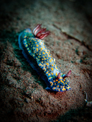 Hypselodoris infucata