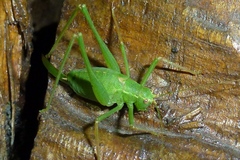 Leptophyes punctatissima