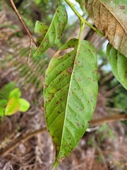 Lyonia ovalifolia