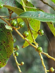 Lyonia ovalifolia