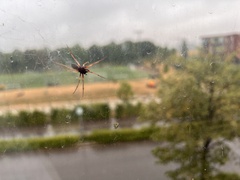 Steatoda nobilis