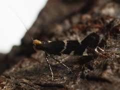 Callisto denticulella