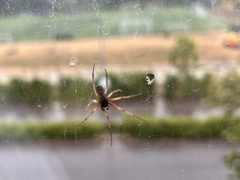 Steatoda nobilis