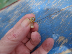 Spirula spirula