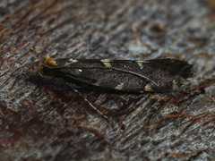 Callisto denticulella