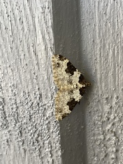 Xanthorhoe fluctuata