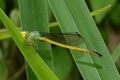 Ceriagrion fallax