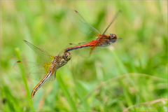 Sympetrum flaveolum