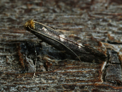 Callisto denticulella