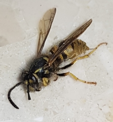 Vespula vulgaris