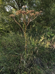 Chaerophyllum bulbosum