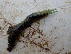 Cormocephalus