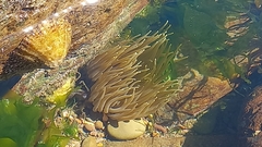 Anemonia viridis