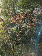 Chaerophyllum bulbosum