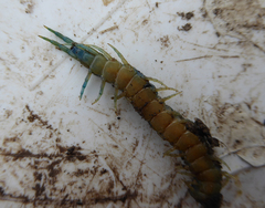 Cormocephalus