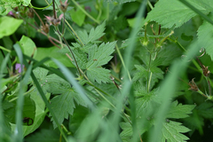 Geranium palustre