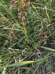 Chaerophyllum bulbosum