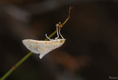 Paracorsia repandalis