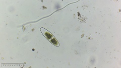 Desmidiaceae