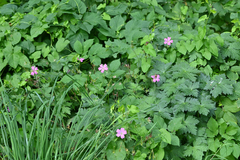 Geranium palustre