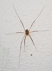 Opilio saxatilis