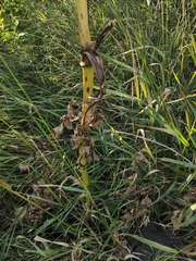 Chaerophyllum bulbosum