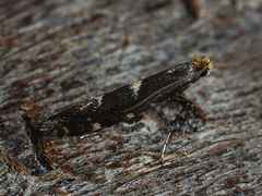 Callisto denticulella