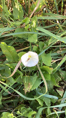 Convolvulaceae
