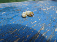 Spirula spirula