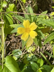 Turnera ulmifolia