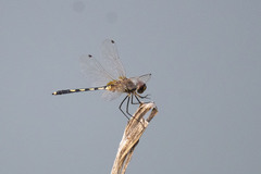 Trithemis pallidinervis
