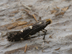 Callisto denticulella