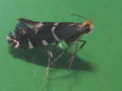 Callisto denticulella