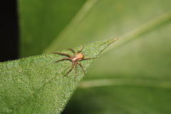 Philodromus aureolus