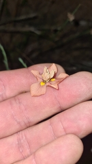 Moraea gawleri