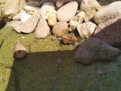 Platydracus stercorarius