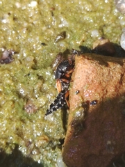 Platydracus stercorarius
