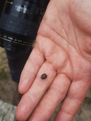Eurygaster testudinaria