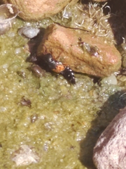 Platydracus stercorarius