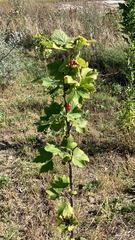 Ribes rubrum