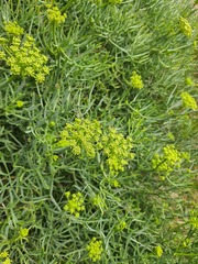 Crithmum maritimum