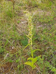 Epipactis helleborine