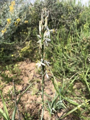 Chlorophytum triflorum